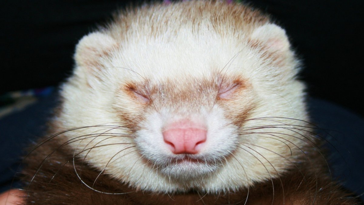 Домашний хорек фретка