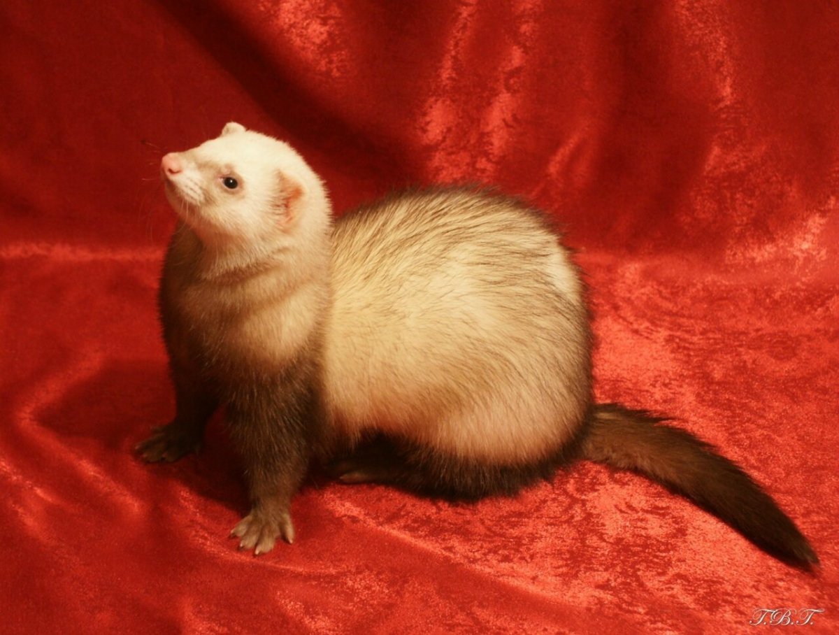 Гималайская Панда