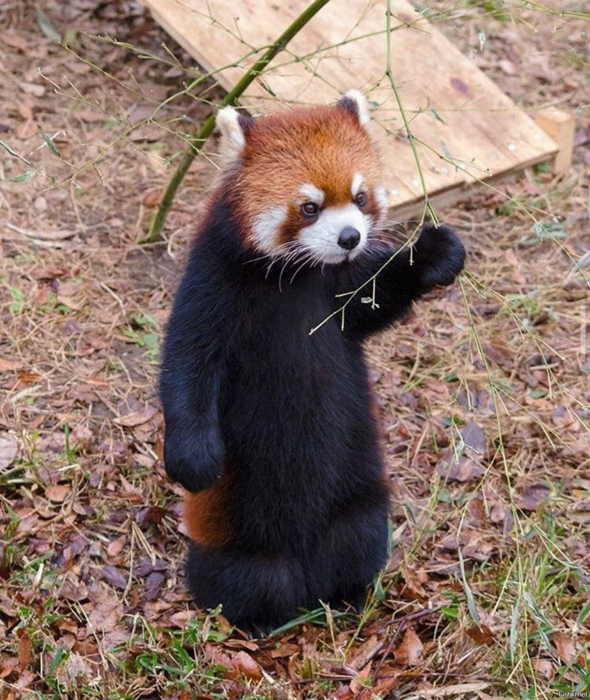 Хорек фретка