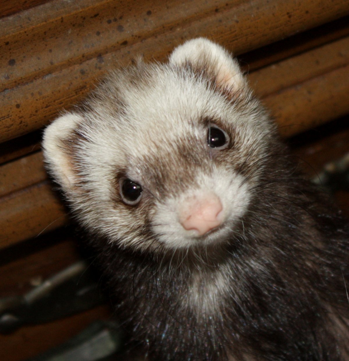 Ханурик черный