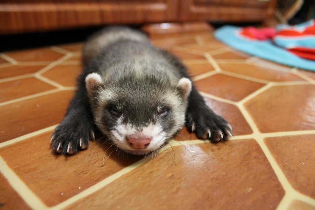 Факты о хорьках