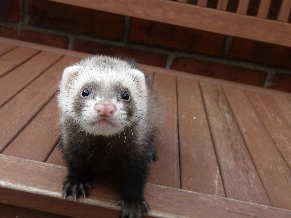 Хорёк домашних