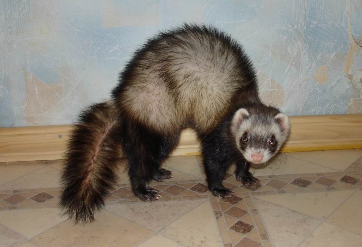 Хорек фретка корица