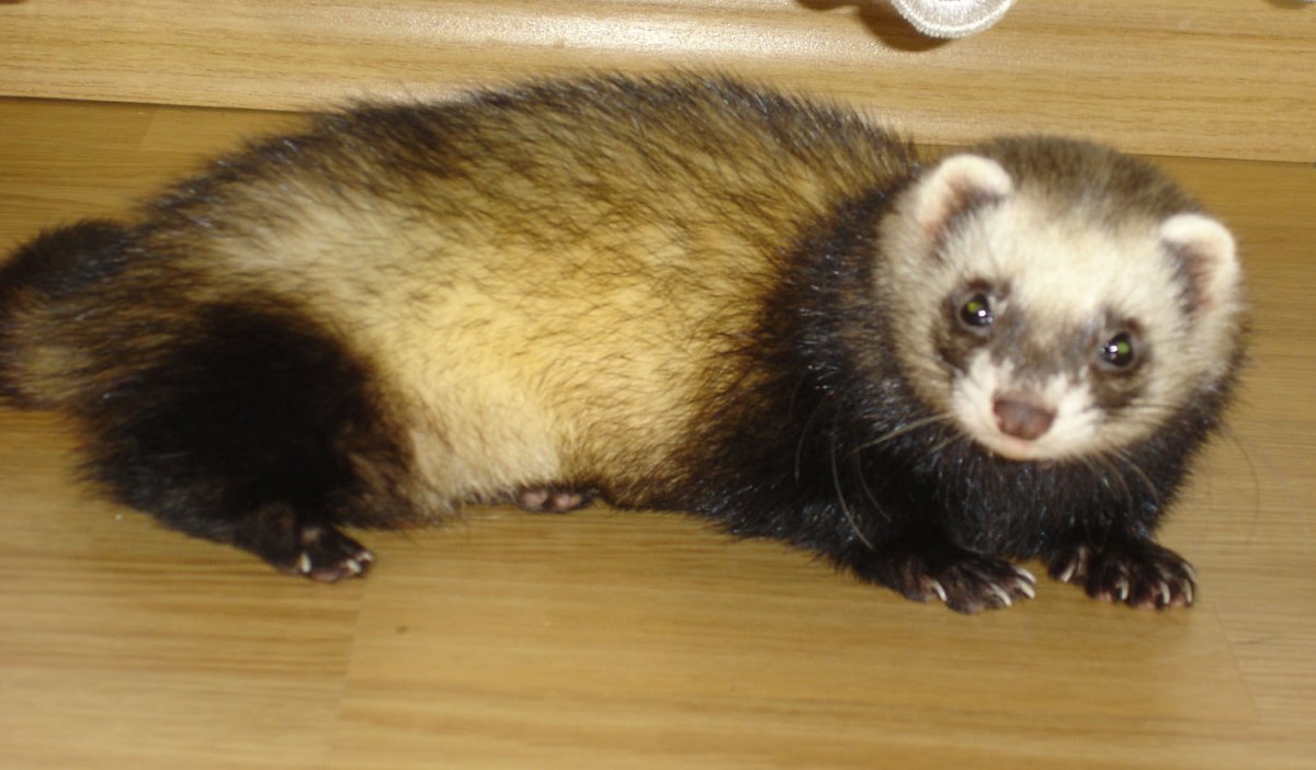 Ханурик что это такое зверек