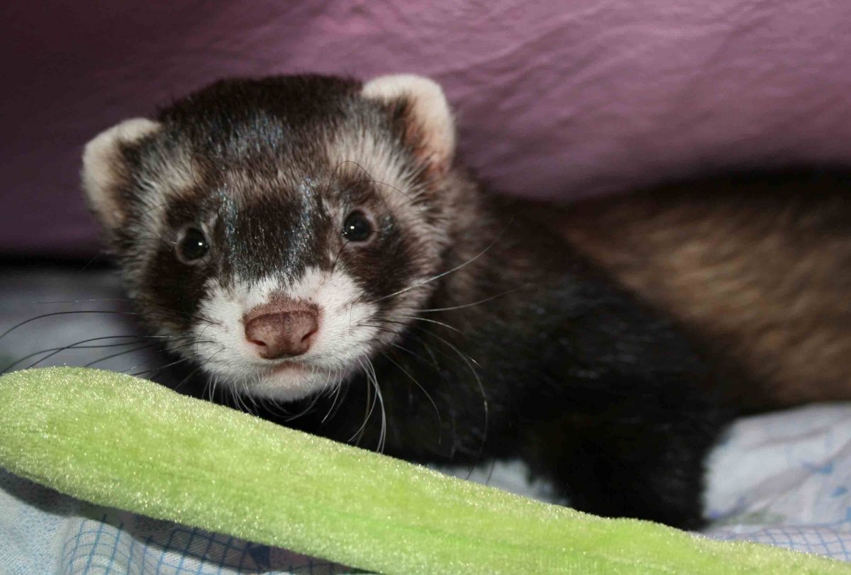 Лесной хорёк