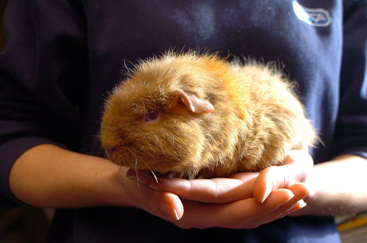 Большие морские свинки капибара