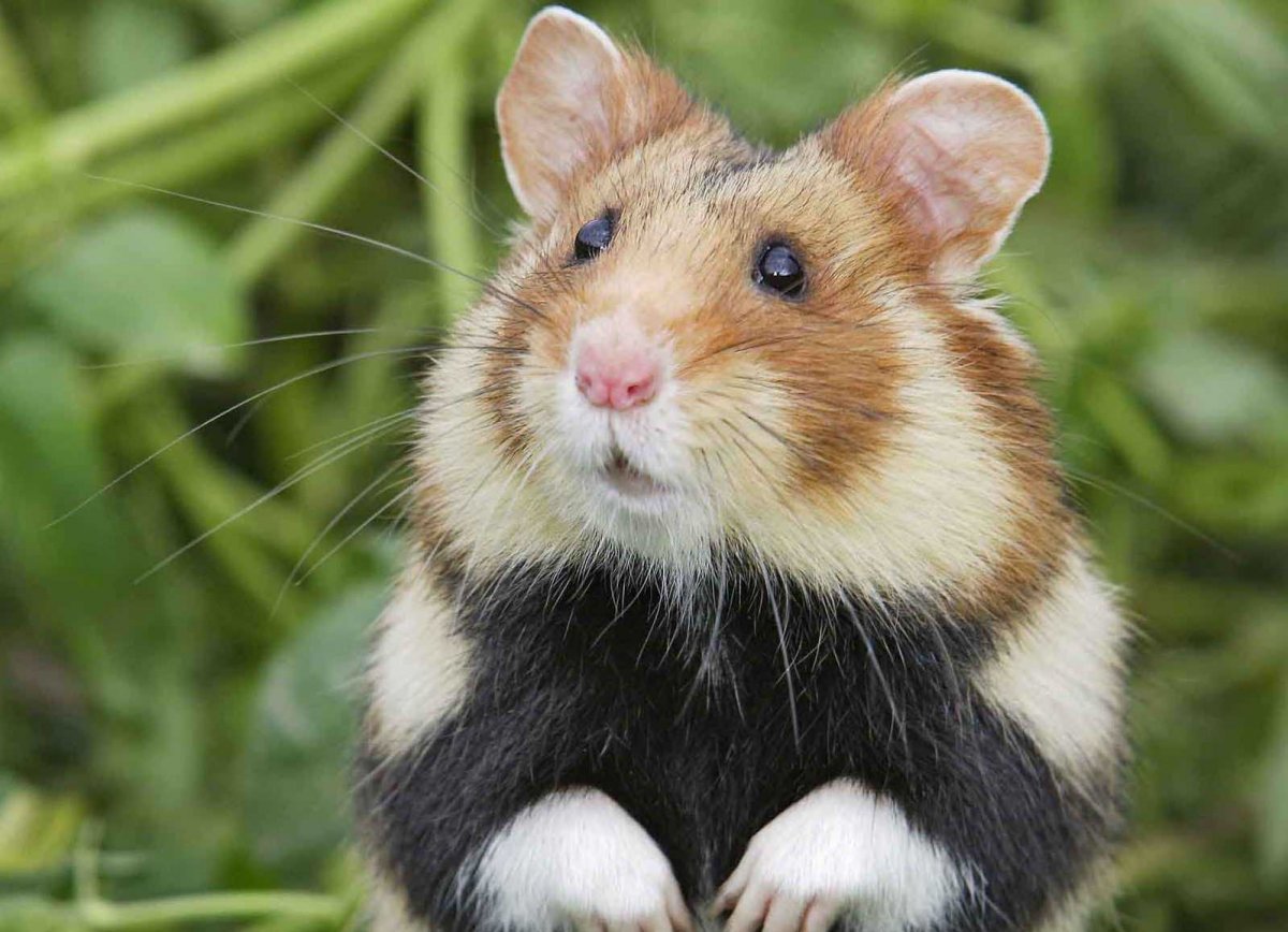 Морская Свинка Куи