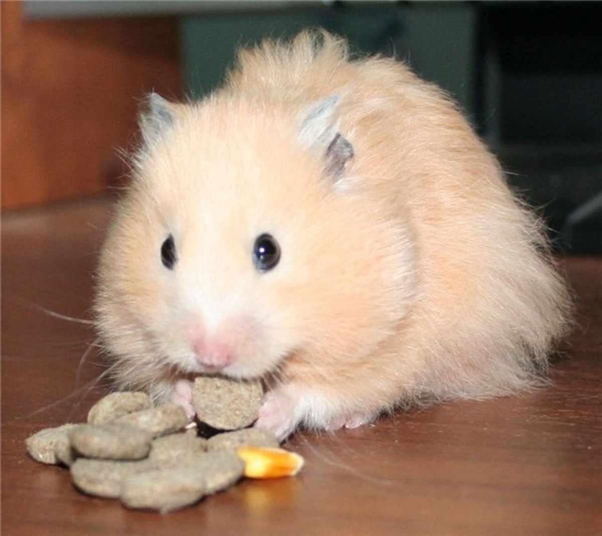 Детеныши хомяков