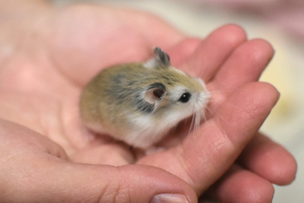 Рекс (Королевская морская Свинка)