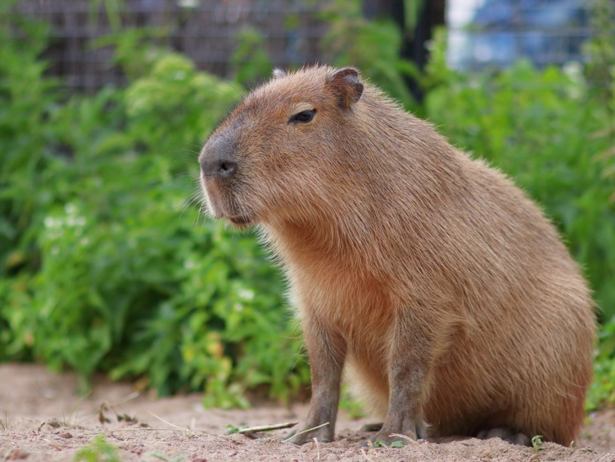 Морские свинки породы крестед