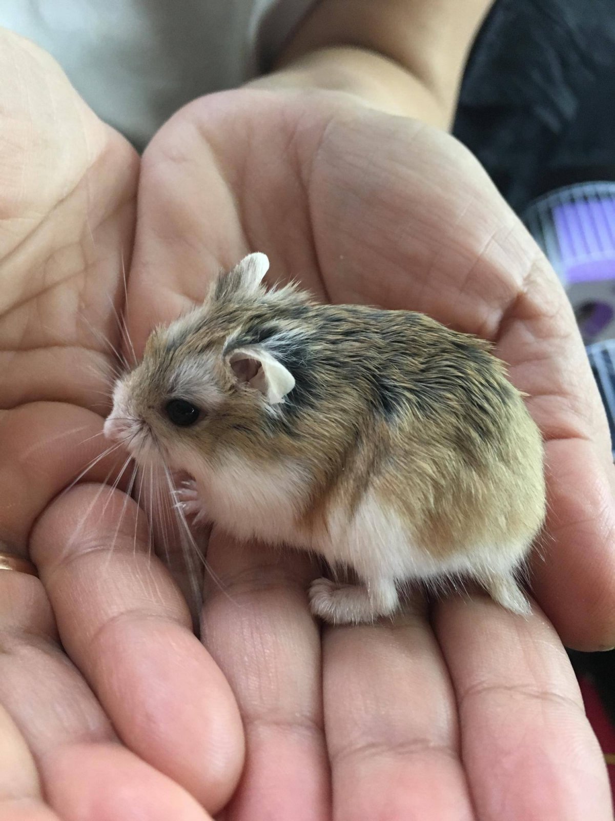 Самая маленькая порода хомяков