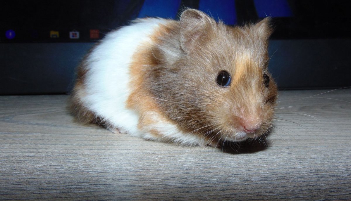 Хомяк обыкновенный черный