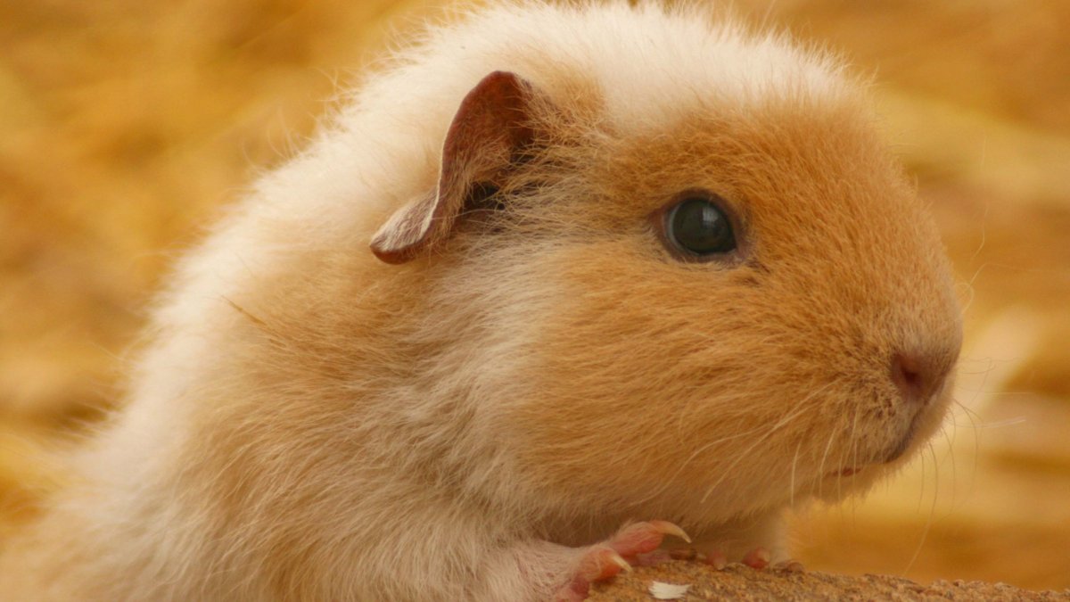 Кэмпбелл хомяк и рогоровского