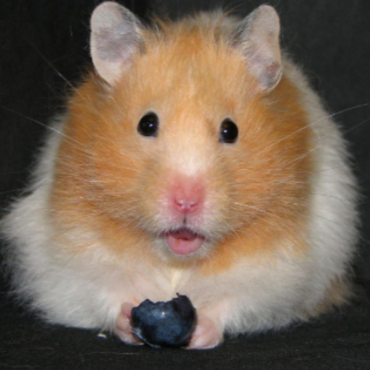 Большая Свинка капибара