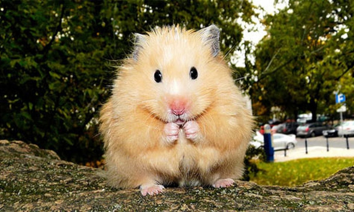 Хомяк Анжуйский