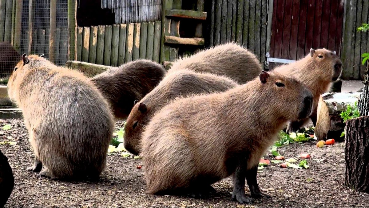 Большая морская Свинка Куи