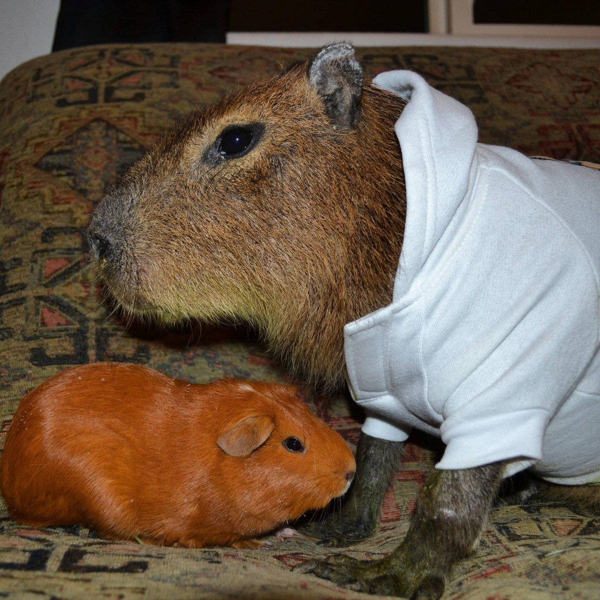 Хомяки породы джунгарский