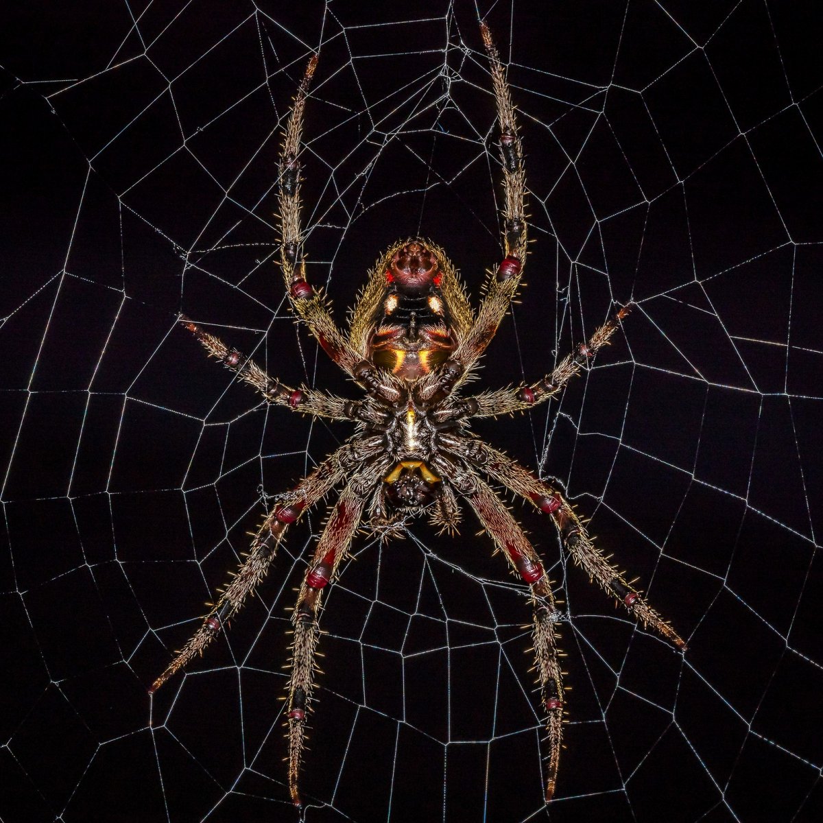 Паукообразные Скорпионы пауки