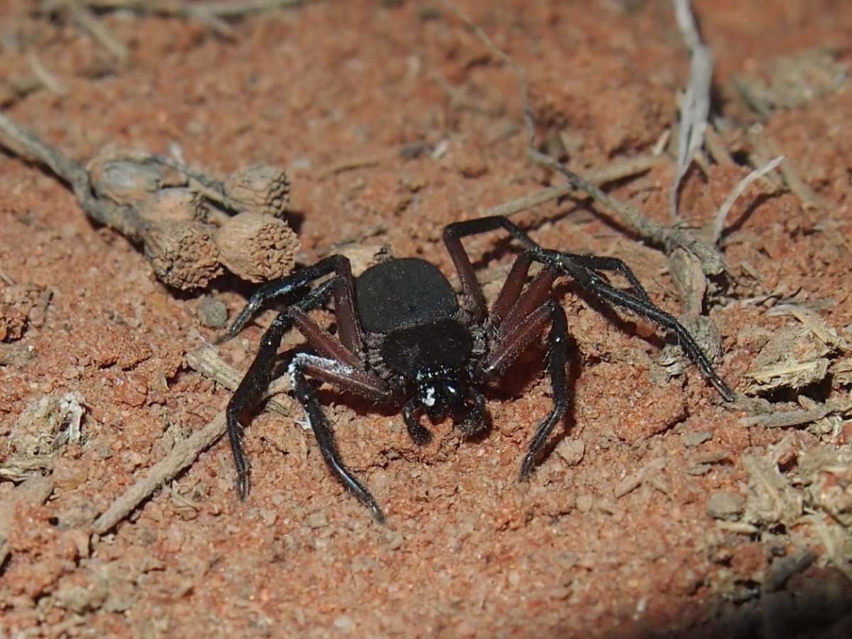 Смесь паука и скорпиона