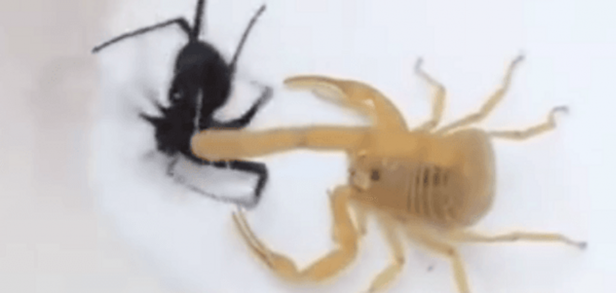 Арахнид Скорпион