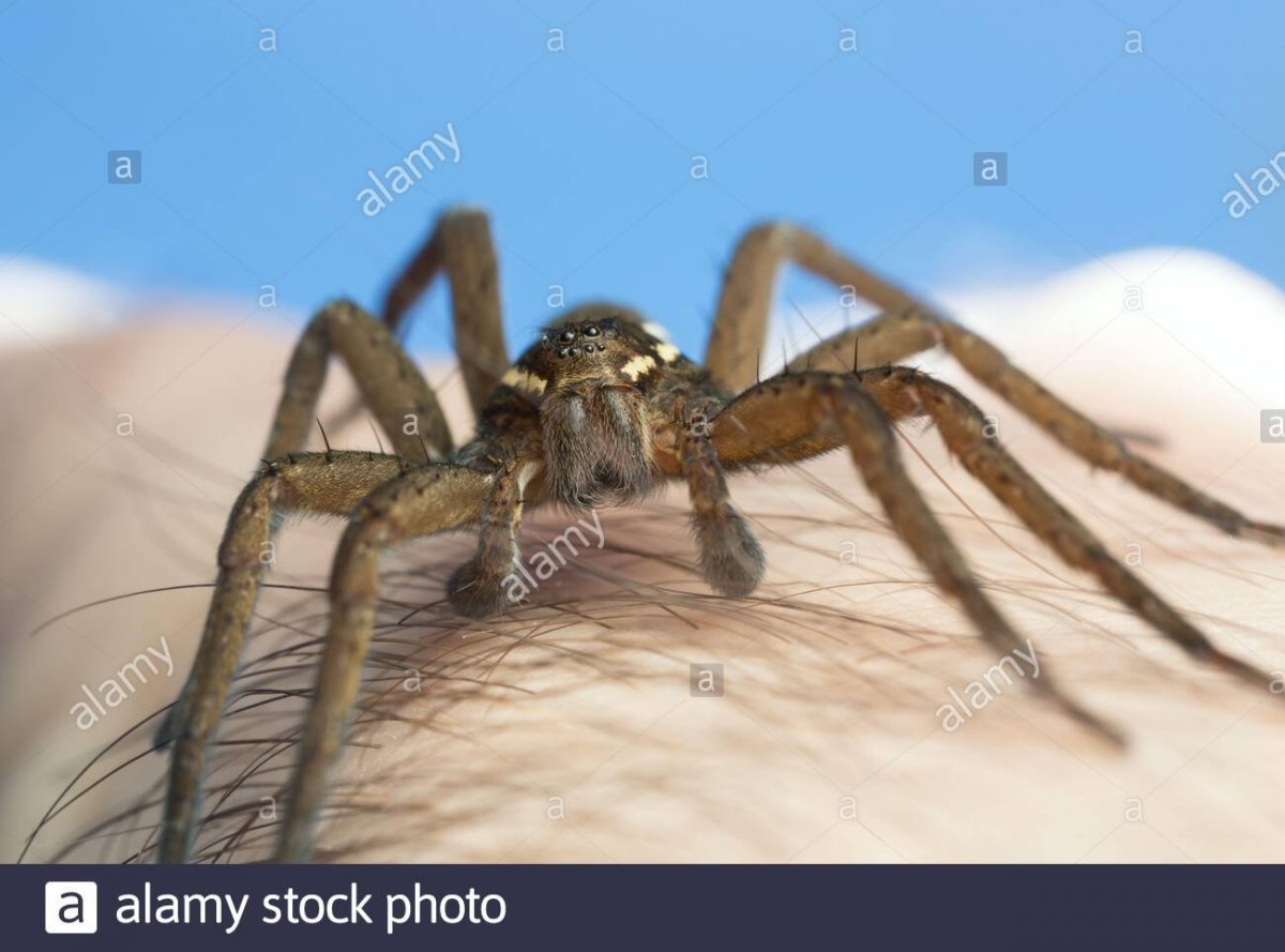 Фрин паук Гарри Поттер