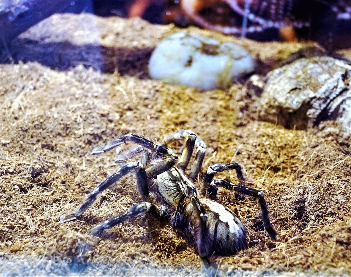 Паук фаланга Капустин Яр