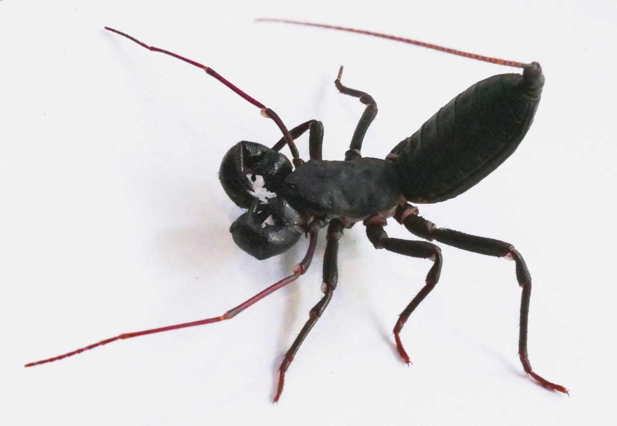 Арахнид паук-Скорпион