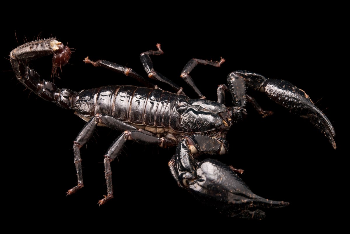 Скай Хилл МУТАНТ Скорпион