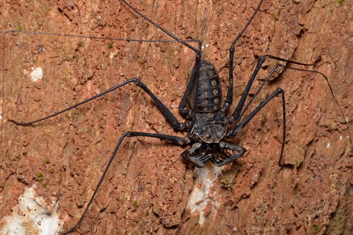Королевский Скорпион против тарантула