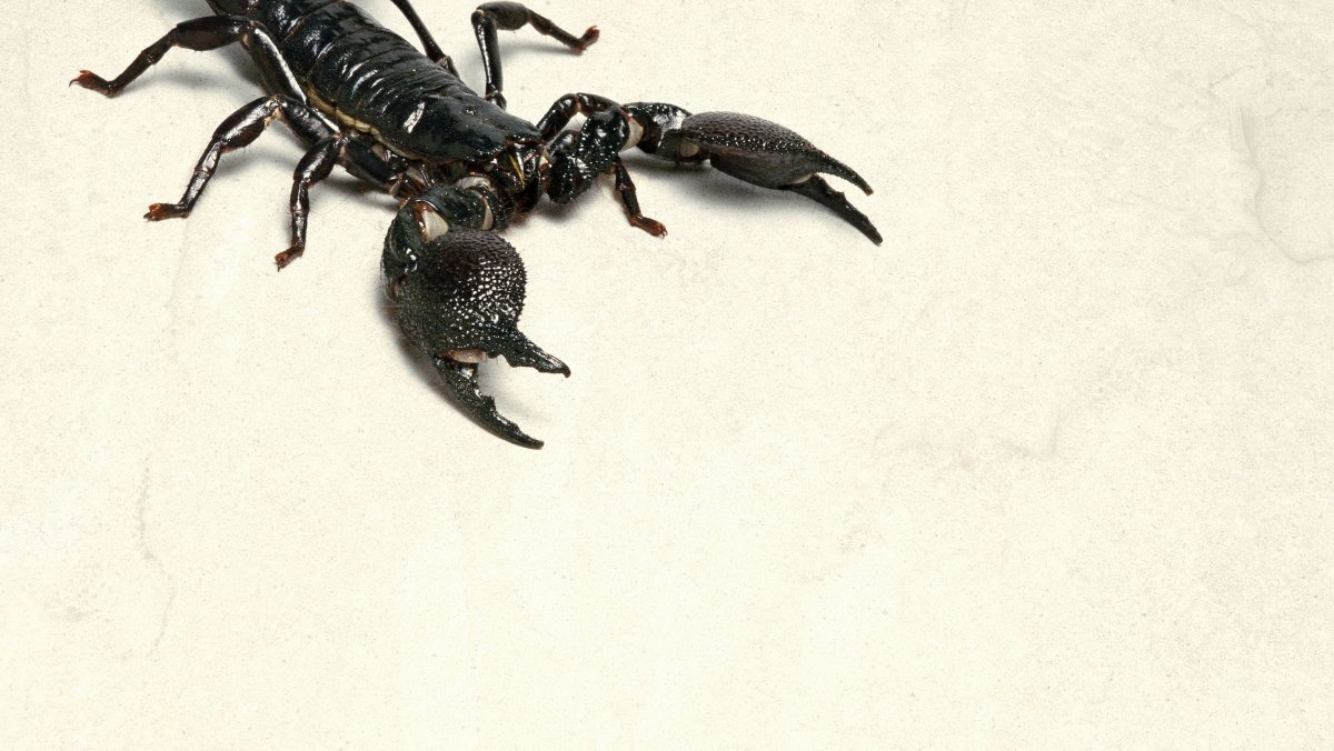 Древние пауки Арахниды