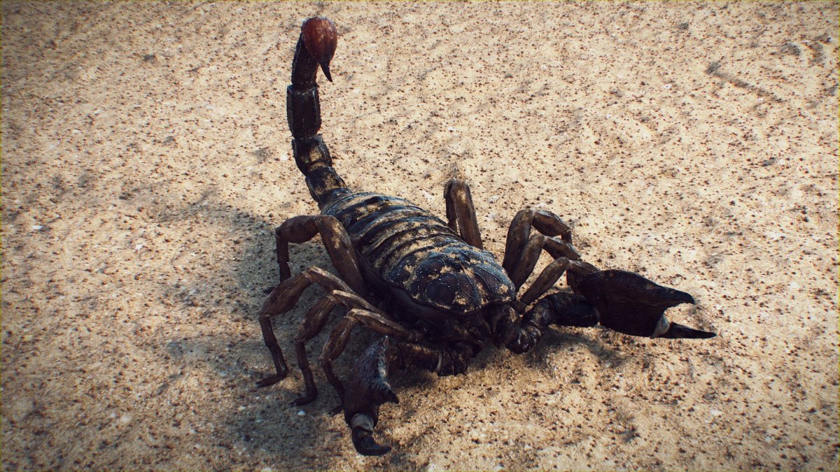 Сириус паук