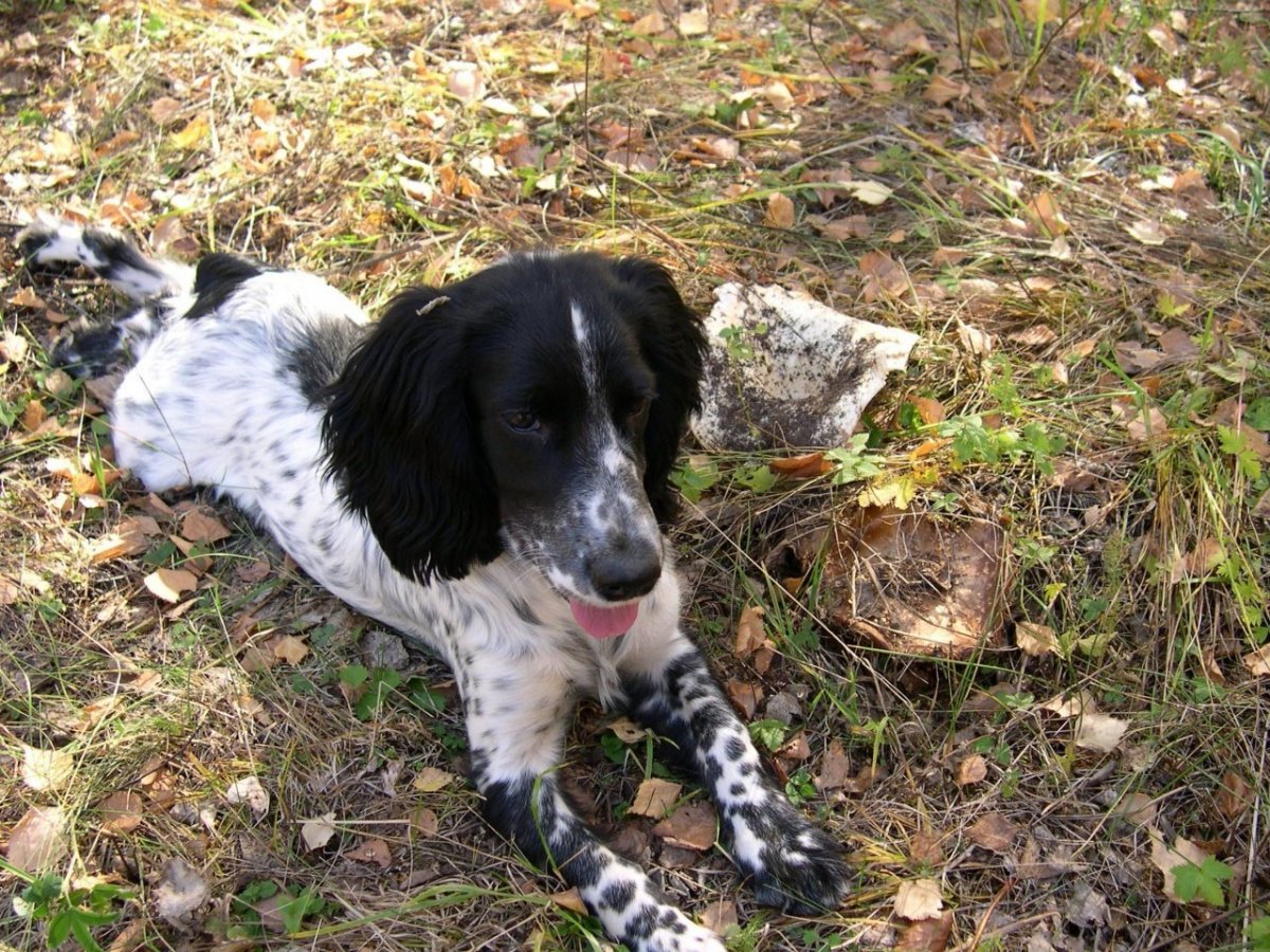 Охотничий спаниель метис