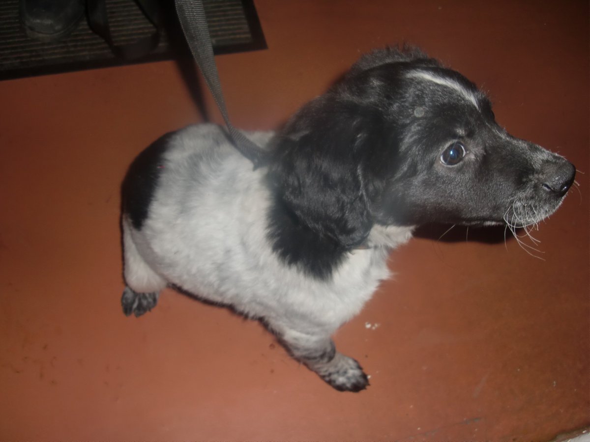 Кокер спаниель смесь с дворнягой