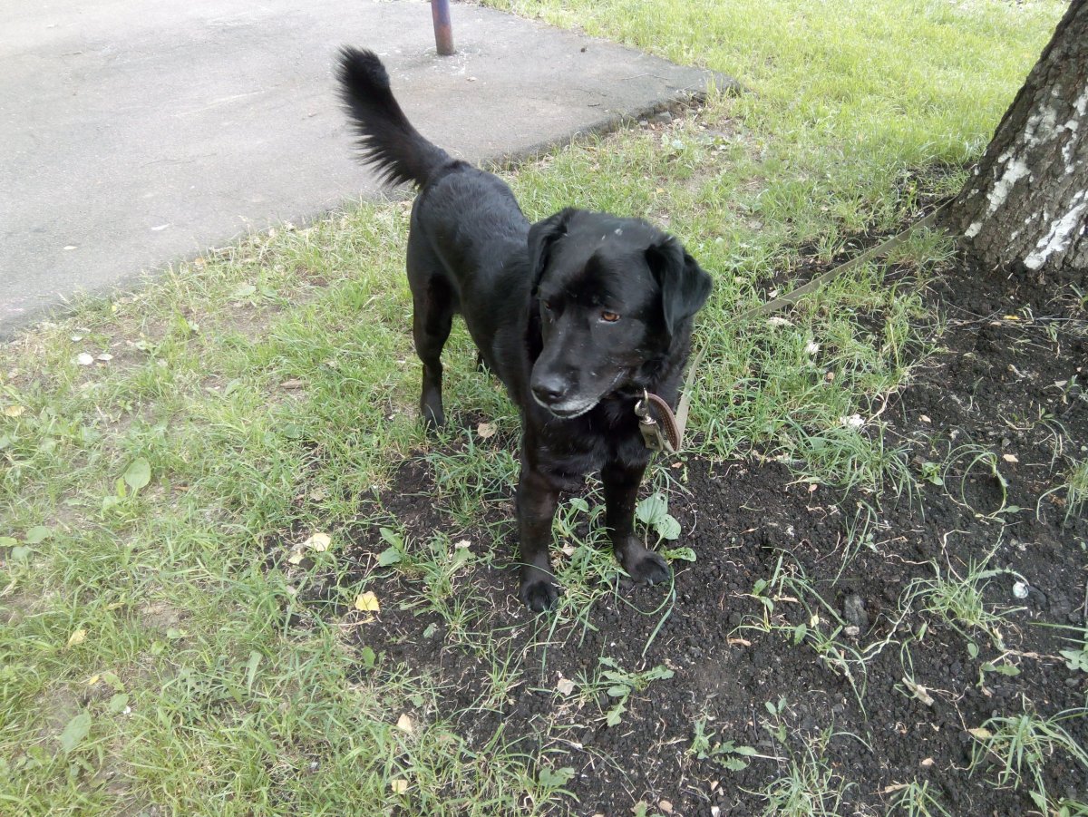 Метис спаниеля и Джек Рассела