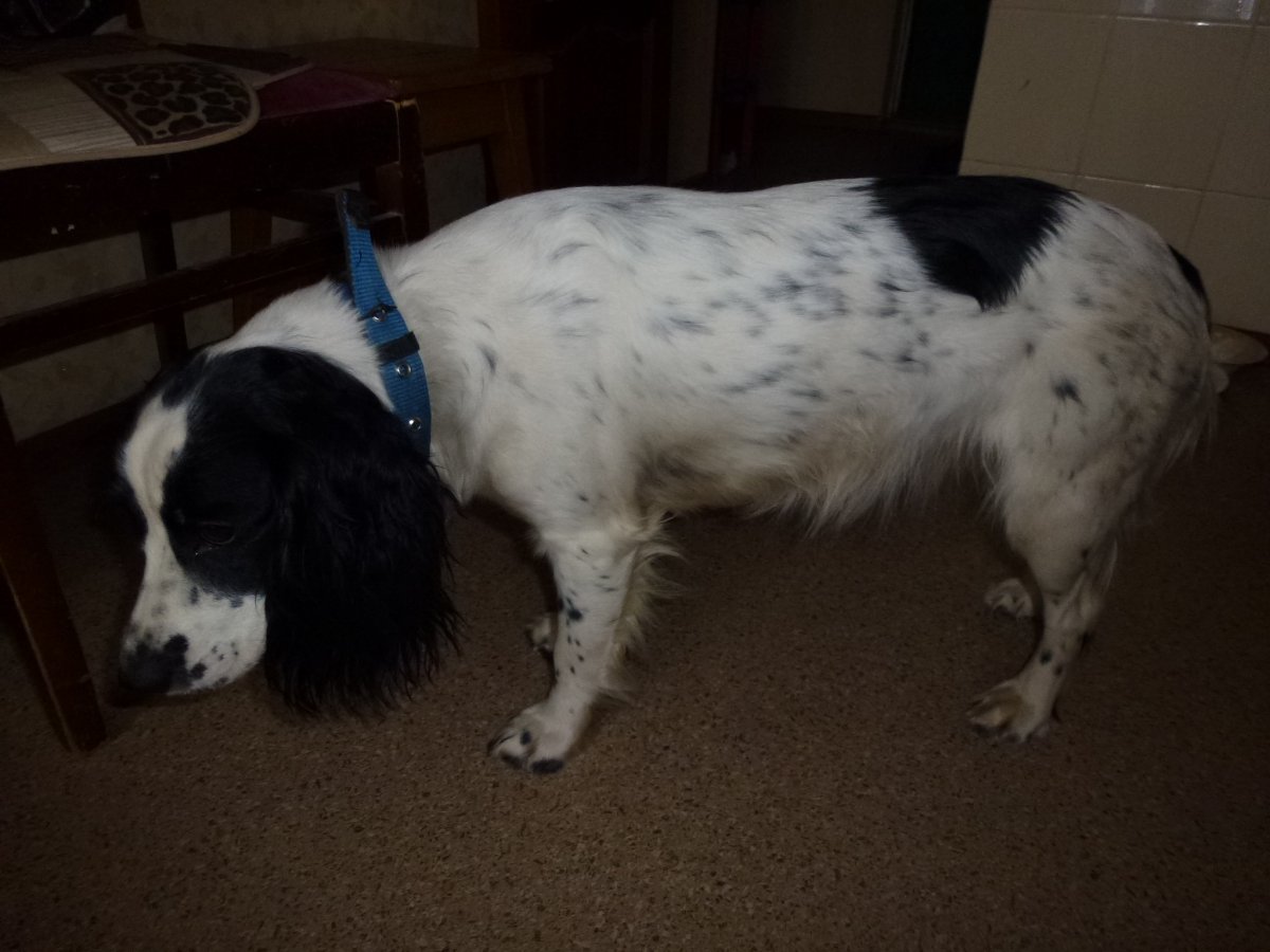 Метис пинчера и спаниеля