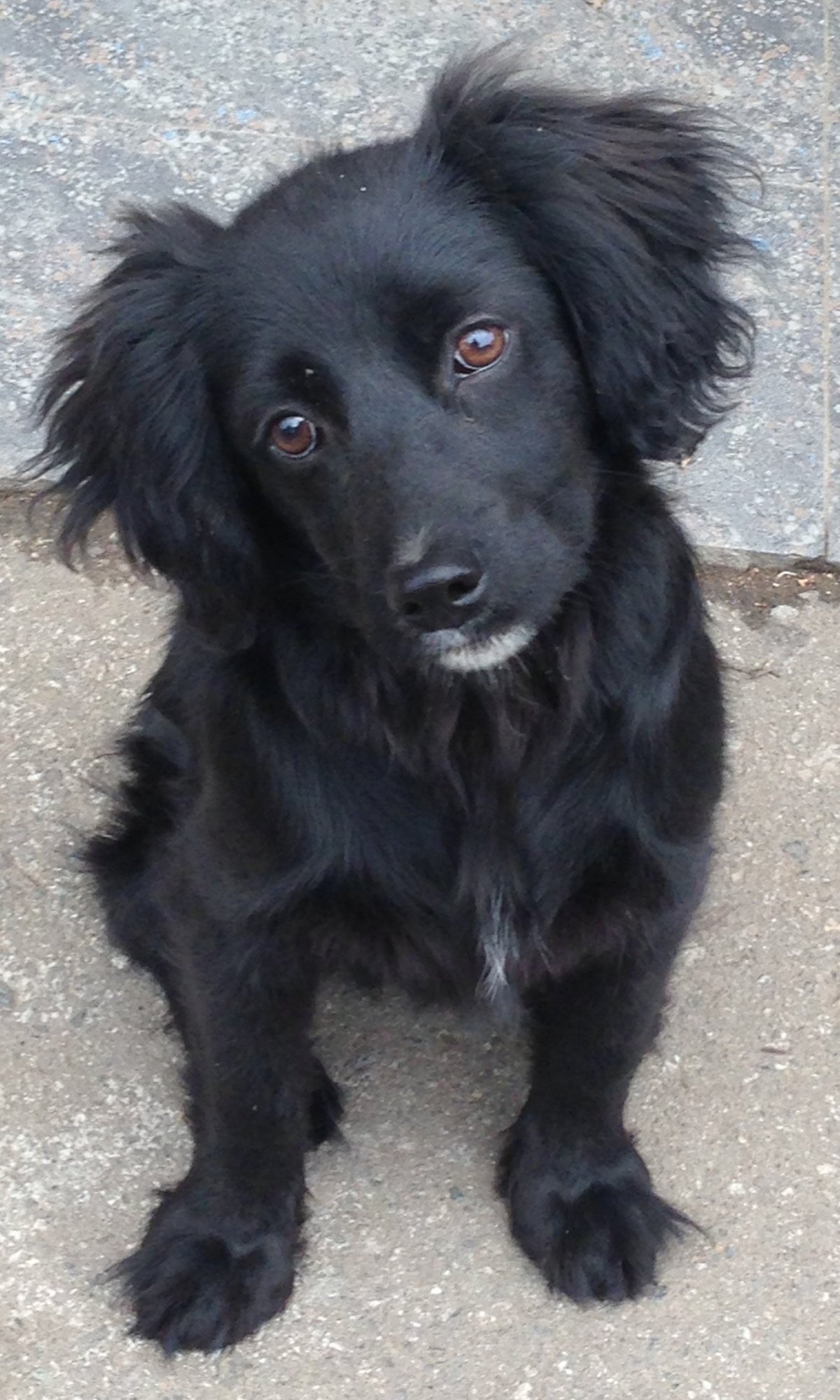 Метис спаниеля и дворняги