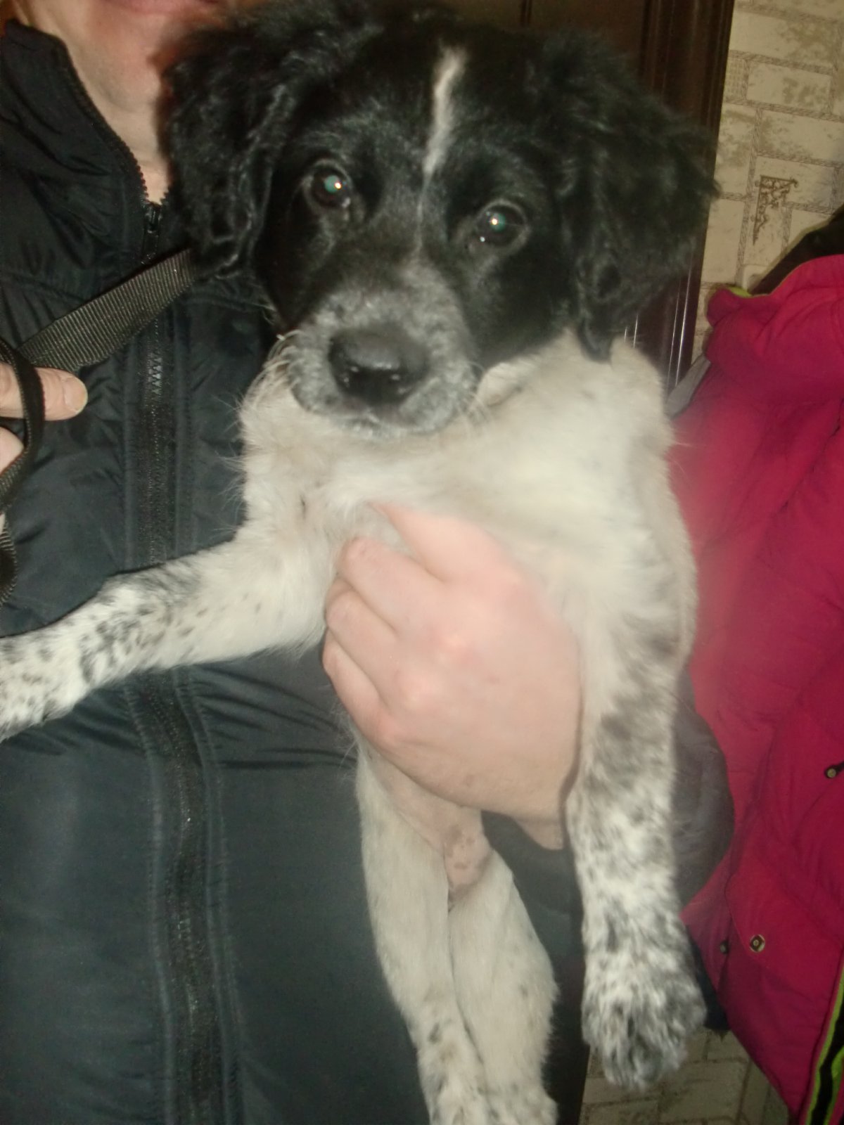 Мама спаниель папа дворняга