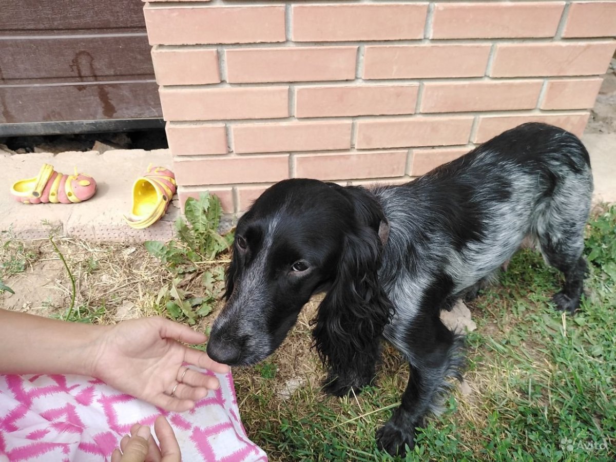 Метис спаниеля