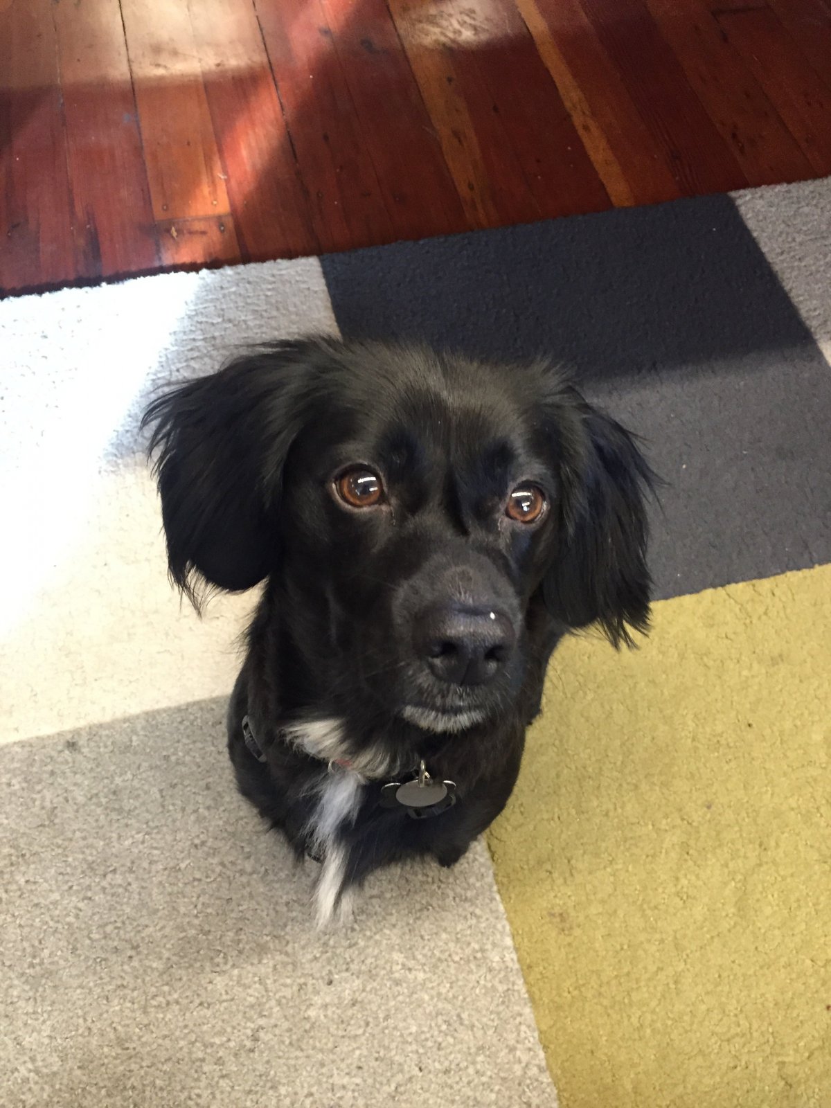 Собака дворняжка черная