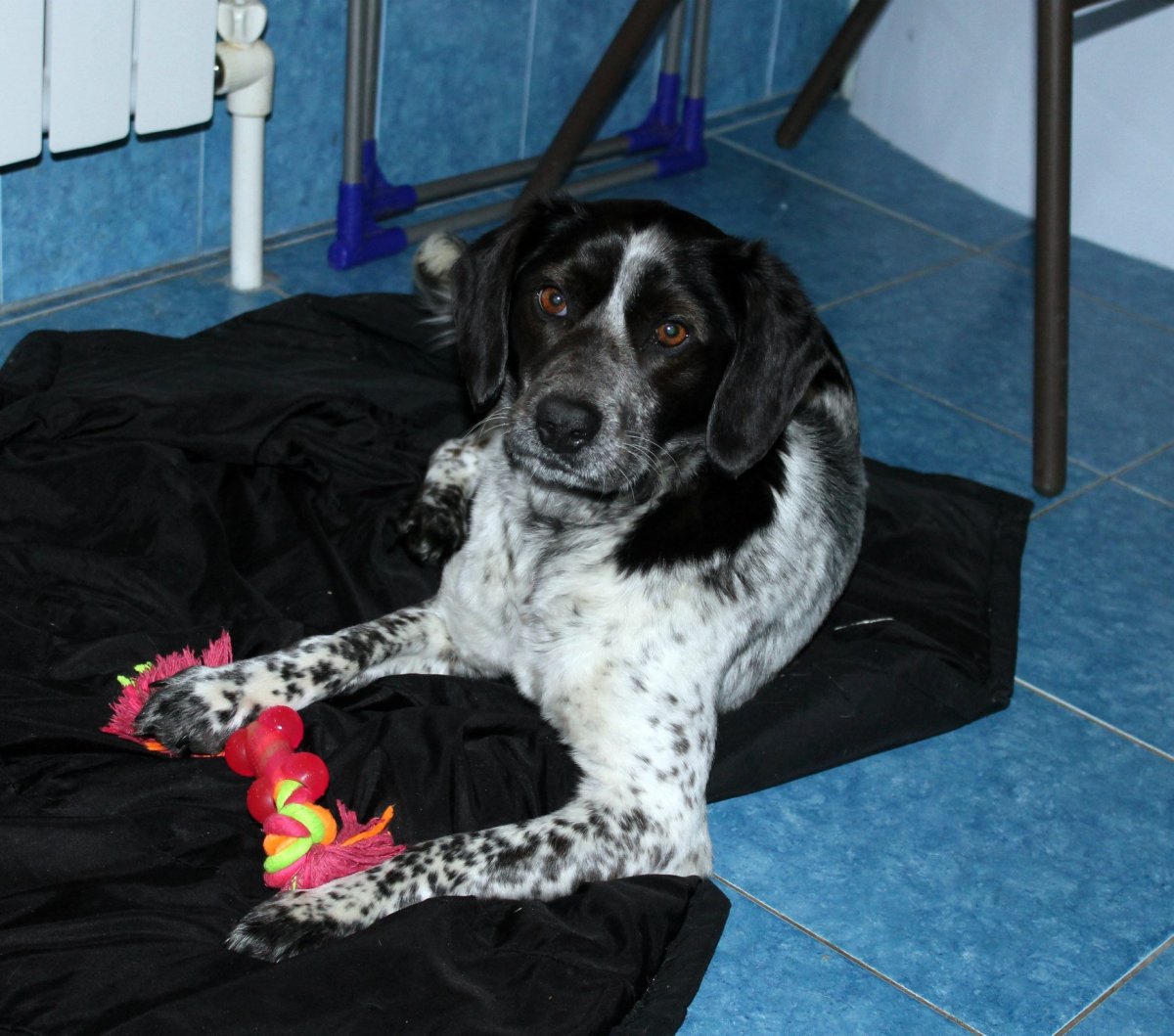 Смесь спаниеля и дворняги