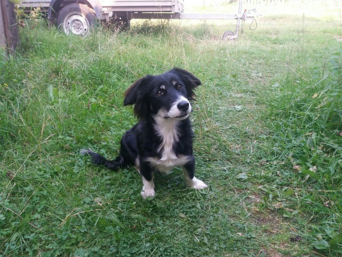 Русский охотничий спаниель метис