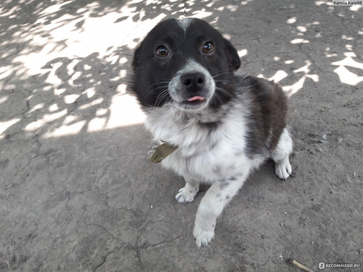 Спаниель + австралийская овчарка