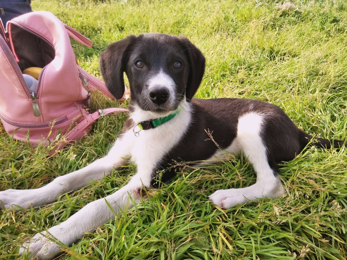 Филд спрингер спаниель