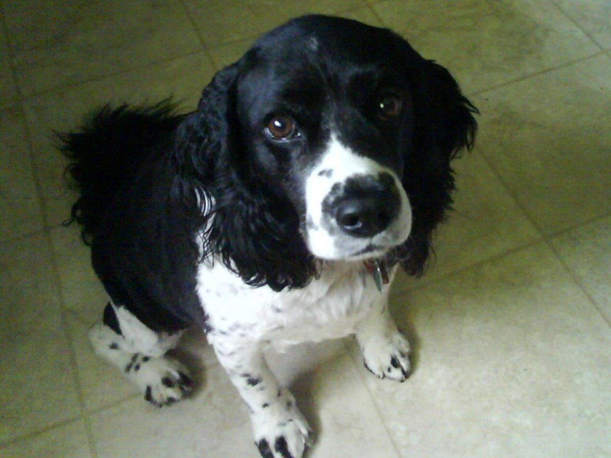 Помесь спаниеля и цвергшнауцера