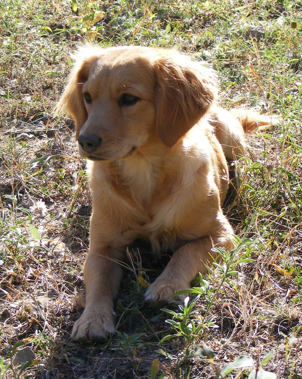 Охотничий спаниель метис