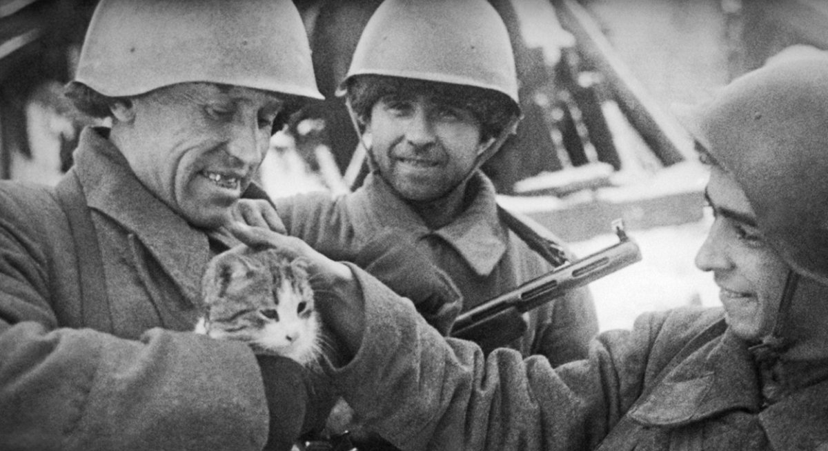 Кошки блокадного ленинграда