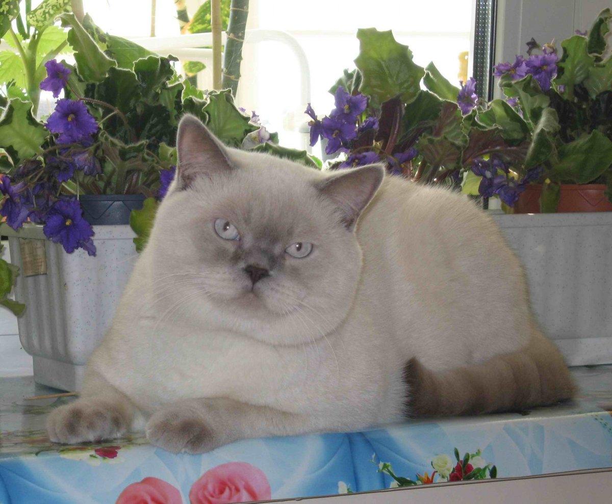 Шотландская шиншилла колор Пойнт