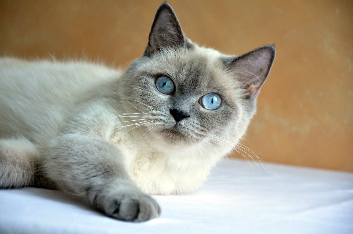 Бритиш фолд Блю поинт