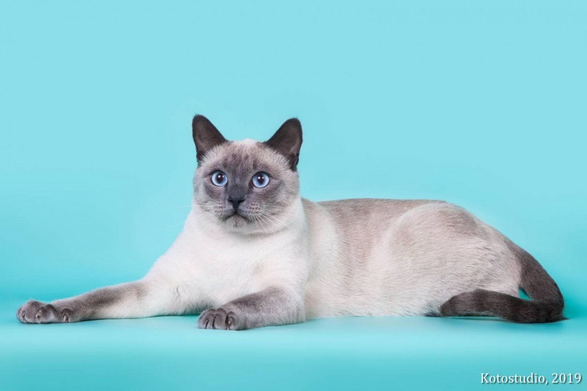 Британский колор Пойнт