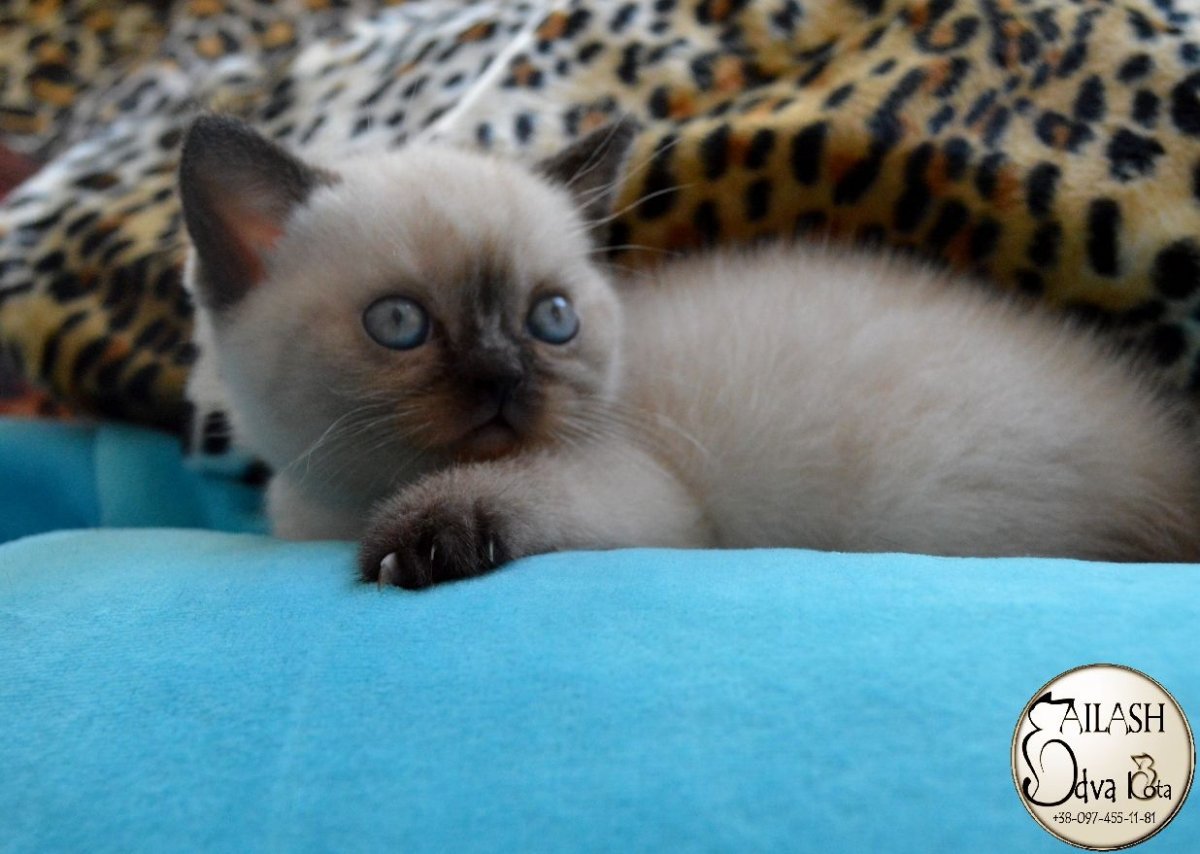 Лилак Пойнт